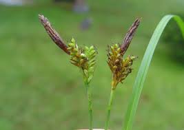 Image result for Carex tricholepis