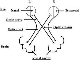 visual pathway an overview sciencedirect topics