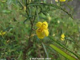 Image result for Chamaecrista plumosa