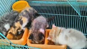 Penjelasan lengkap seputar kucing persia. Kios Kucing Ceria Posts Facebook