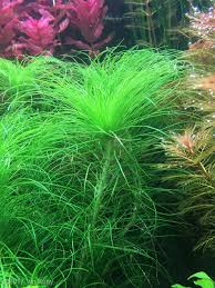 Image result for Eriocaulon setaceum