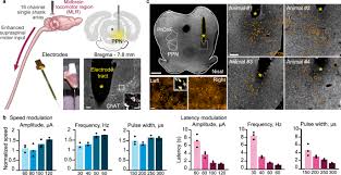 They do not contain a cell wall and a prominent vacuole. Multi Pronged Neuromodulation Intervention Engages The Residual Motor Circuitry To Facilitate Walking In A Rat Model Of Spinal Cord Injury Nature Communications