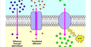 Diffusion Cell Transport Facilitated Diffusion Transport Images