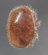 Interessanterweise „kehren parasiten im laufe der evolutionären entwicklung niemals verlorene. Parasiten Krankheitserreger Vorkommen Krankheiten Beschwerden Krank De
