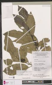 Image result for Vepris grandifolia