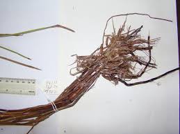 Image result for Eleocharis variegata