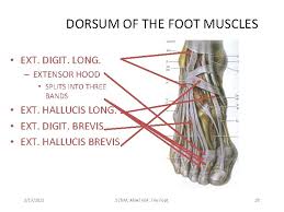 There are 29 muscles associated with the human foot. The Foot 2192021 Scnm Anat 604 The Foot