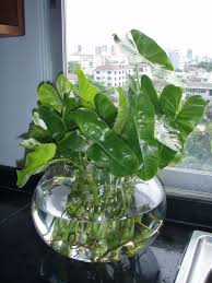 Gwak Nguen Tropical Creeping And Foliage Plants Water Plants Indoor Indoor Water Garden Plants