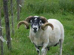 prime ram hayvanlar bocek elisi fikirleri