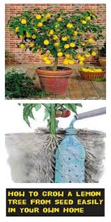 Gingko Biloba Lemon Tree From Seed How To Grow Lemon Indoor Gardens