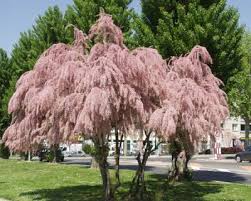 Tamarix Tetrandra Baum
