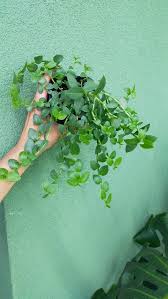 Image result for Aneilema zebrinum