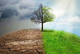 Protezione e preservazione della biodiversità come vitale per la salute degli ecosistemi e il benessere umano