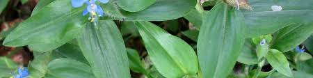 Image result for Commelina