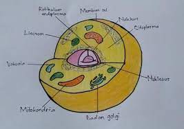 Cara mudah mempelajari sel hewan dan sel tumbuhan. Tolong Buatkan Gambar Sel Hewan Buatan Kalian Sendiri Yang Mudah Untuk Digambar Brainly Co Id