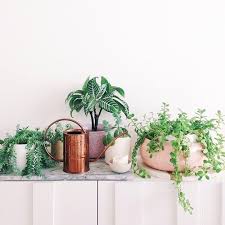 Pin Auf Indoor Gardening