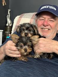 Our two Yorkies, Dasiy