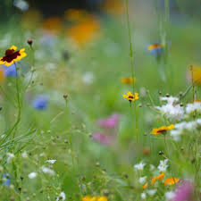 Also see our chart of annual wildflowers and flowers for bees. Create A Wildflower Meadow In 8 Steps To Attract Butterflies Bees And Birds Opinion Pressofatlanticcity Com
