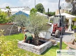 Olivenbaum Im Garten Einpflanzen Mediterraneum