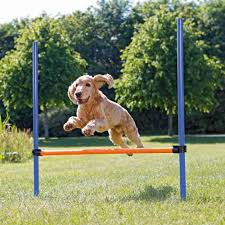 Top #freightforwarding & #logistics provider, pioneer in #emergingmarkets. Trixie Hundesport Dog Activity Agility Hurde