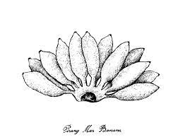 Download and use 20,000+ black and white stock photos for free. Pisang Stock Illustrations 47 Pisang Stock Illustrations Vectors Clipart Dreamstime