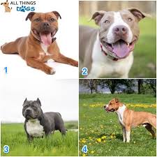 pitbull breeds types of pitbulls a list of every pitbull