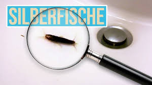 Silberfische Bekampfen I Silberfischfalle Selber Machen I Silberfische In Der Wohnung Youtube Silberfische Silberfische Bekampfen Silberfischfalle