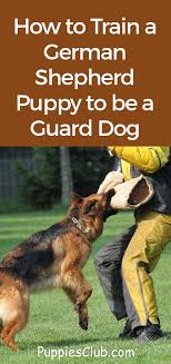 How To Train A German Shepherd Puppy To Be A Guard Dog German Shepherd Puppies Training German Shepherd Puppies German Shepherd Dogs
