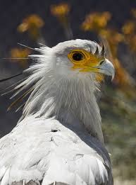 Birds Of A Feather Movie 2020 The Secretary Bird Is So Gorgeous It Could Easily Become A Character In A Pixar Movie In 2020 Bird Birds Of Prey Largest Bird Of Prey