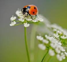 Black And White Ladybug Looking Bug Pin By Becky Cagwin On Insects Ladybugs Beautiful Birds Special Images Ladybird