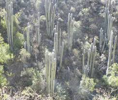 Image result for Cephalocereus