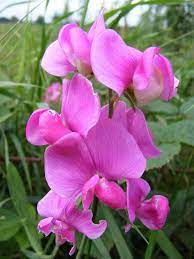 Everlasting Pea Perennial Pea Lathyrus Latifolius Vine Seeds Showy Flowers Perennials Sweet Pea Flowers Poppy Flower Seeds