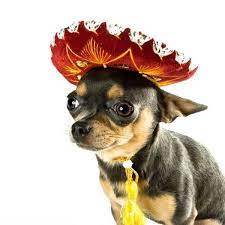 Chihuahua History Chihuahualiscious Chihuahua Chihuahua Love Cute Chihuahua