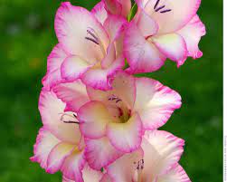 Posadka Gladiolusov Gladiolus Flower Gladiolus Flower Tattoos Flower Meanings