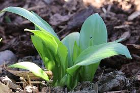 Du kannst bärlauch in deutschland als ausgewachsene pflanze in der zeit von anfang april bis manchmal anfang juni ernten. Erntezeit Von Barlauch Wann Und Wie Ernten Gartenlexikon De
