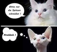 Tiere Lustig Witzig Spruche Bild Bilder Katze Friseur Lustige Bilder Katzen Lustige Spruche Lustig
