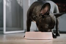 He said my dog looks lethargic. What Can I Give My Dog For Diarrhea Dog Diarrhea Tips