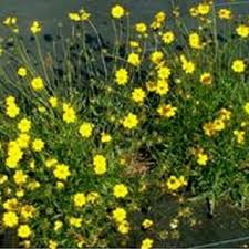Image result for Bidens schimperi