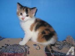 American Shorthair Calico Female Kitten Calico Kitten American Shorthair Cats And Kittens
