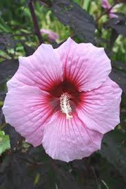 Hibiscus Summer Storm Pp 20443 Hardy Hibiscus Hibiscus Plant Hardy Hibiscus Plant