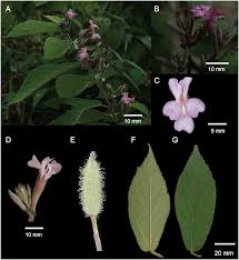 Image result for Helicteres