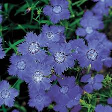 Image result for Dianthus