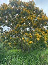 Image result for Pterocarpus lucens