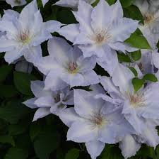 Mature clematis delivered to your door. Tranquilite Clematis Plants For Sale Free Shipping