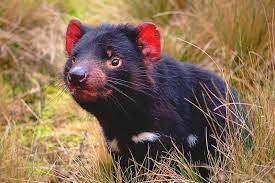 Es una página de entretenimiento la cual está en desarrollo �. La Vida De Un Demonio De Tasmania Cuanto Viven Los Animales