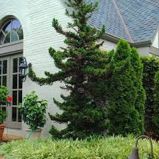 Image result for Cryptomeria