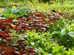 Schattengarten Staudenbeet Stauden Pflanzen