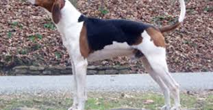 Maybe you would like to learn more about one of these? Treeing Walker Coonhound