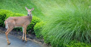 Has been making this homemade (rather stinky) spray that helps keep deer out of her garden for over 15 years. Stop Deer From Eating Your Plants My Garden Life