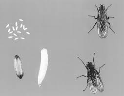 From wikipedia, the free encyclopedia. Life Cycle Of Onion Maggot Delia Antiqua Meigen Clockwise From Top Download Scientific Diagram